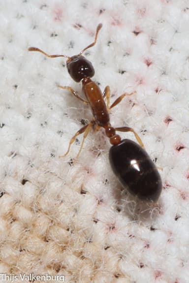 Monomorium floricola photo 34