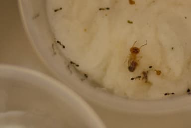 Monomorium floricola photo 36