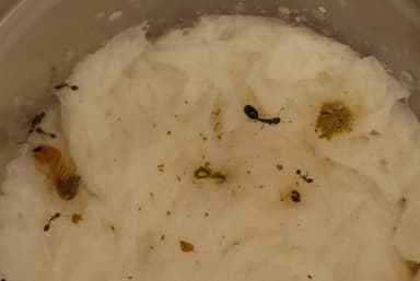 Monomorium floricola photo 38