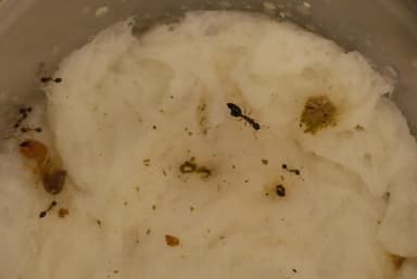 Monomorium floricola photo 39
