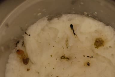 Monomorium floricola photo 40
