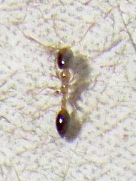 Monomorium floricola photo 41
