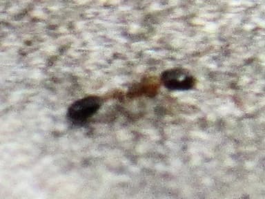 Monomorium floricola photo 42