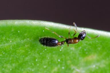 Monomorium floricola photo 43