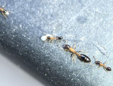 Monomorium floricola photo 44