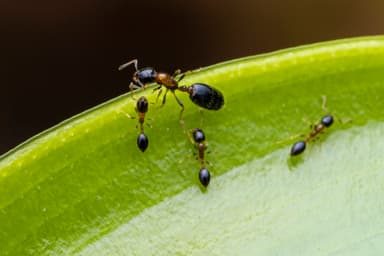 Monomorium floricola photo 46