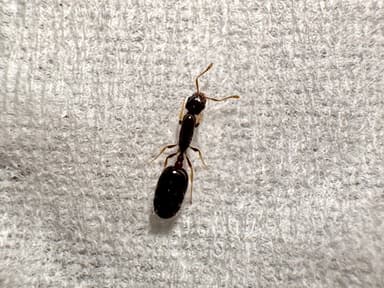 Monomorium floricola photo 48