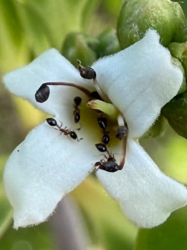 Monomorium floricola photo 49
