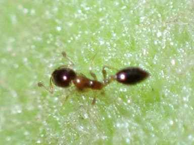 Monomorium floricola photo 50