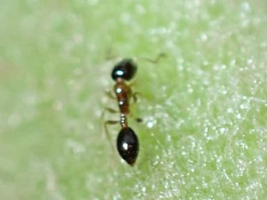 Monomorium floricola photo 51