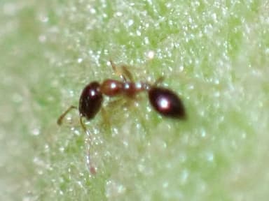 Monomorium floricola photo 52