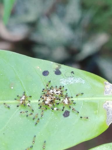 Monomorium floricola photo 53