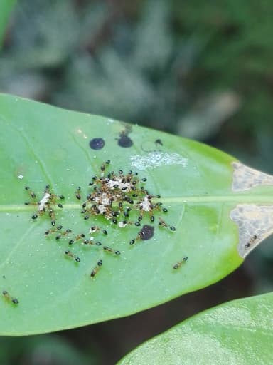 Monomorium floricola photo 54