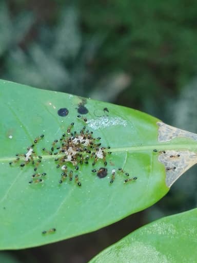 Monomorium floricola photo 55