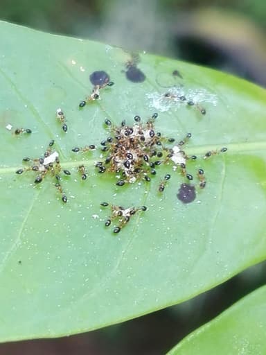 Monomorium floricola photo 56