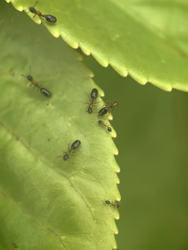 Monomorium floricola photo 57