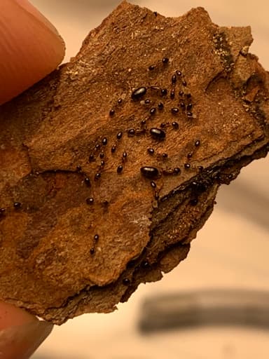 Monomorium floricola photo 60