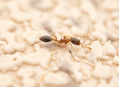 Monomorium floricola photo 61