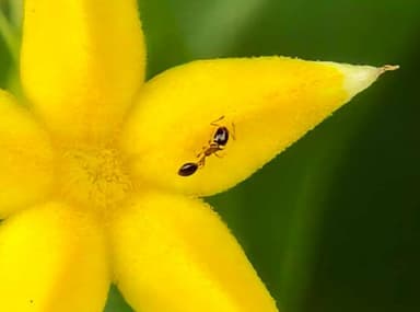 Monomorium floricola photo 62