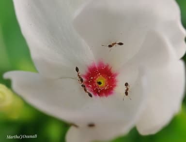 Monomorium floricola photo 63