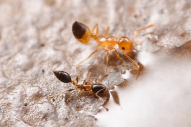 Monomorium floricola photo 64