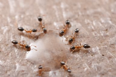 Monomorium floricola photo 65