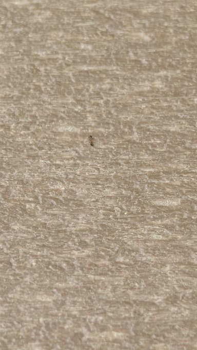Monomorium floricola photo 67