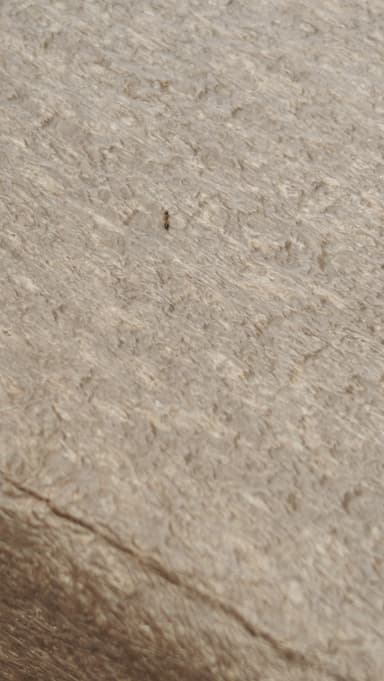 Monomorium floricola photo 69