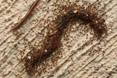 Monomorium floricola photo 72
