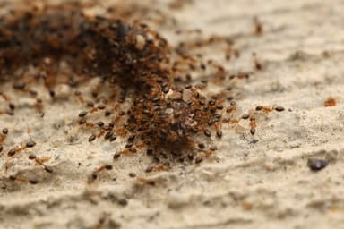 Monomorium floricola photo 73