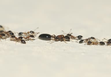 Monomorium floricola photo 75