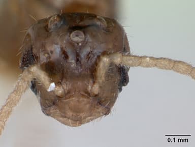 Monomorium floricola — queen photo 9