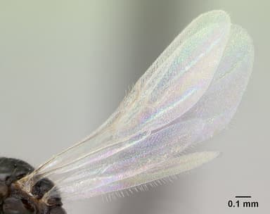 Monomorium floricola — queen photo 10
