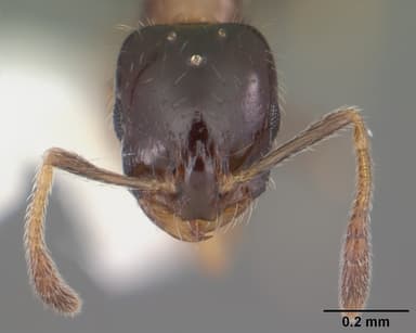 Monomorium floricola — queen photo 12