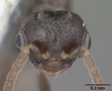 Monomorium floricola — queen photo 13