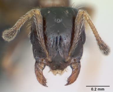 Monomorium floricola — queen photo 15