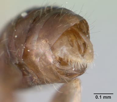 Monomorium floricola — queen photo 16