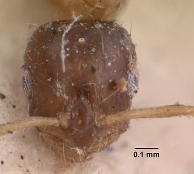 Monomorium floricola — queen photo 17