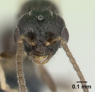 Monomorium floricola — queen photo 19