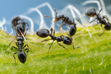 Monomorium minimum photo 20