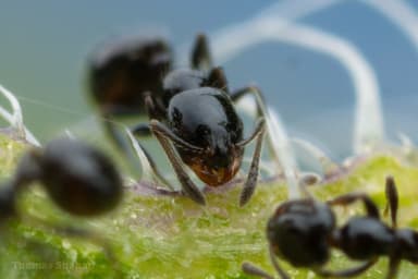 Monomorium minimum photo 21