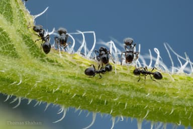 Monomorium minimum photo 22