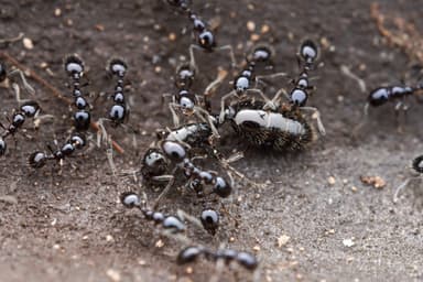 Monomorium minimum — queen photo 23