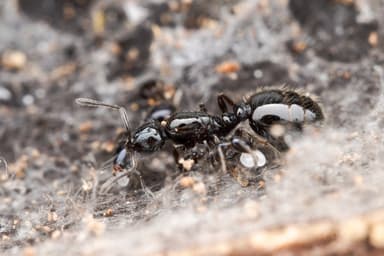 Monomorium minimum — queen photo 24