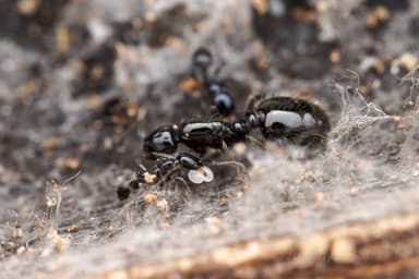Monomorium minimum — queen photo 25