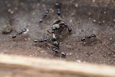 Monomorium minimum — queen photo 26