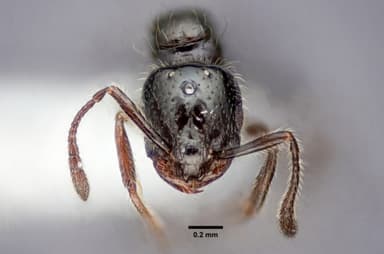 Monomorium minimum — queen photo 27