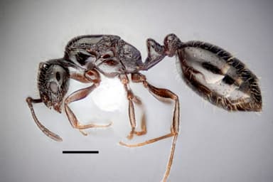 Monomorium minimum — queen photo 28