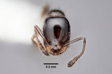 Monomorium minimum — queen photo 30