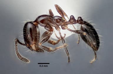 Monomorium minimum — queen photo 31